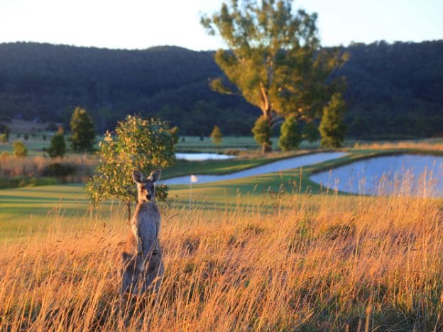 Yering Cottages_golf-melbourne-eastern-kangaroo