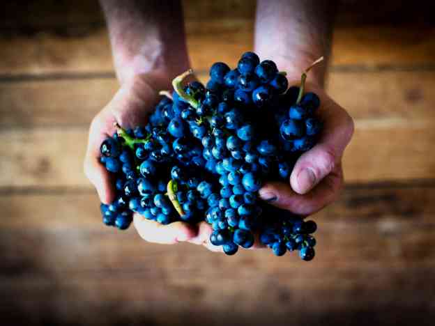 Australian Wineries Adelaide Barossa Grapes