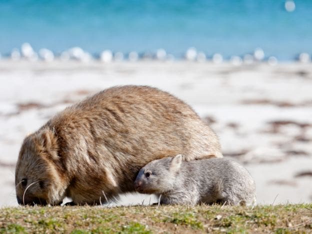 The_Maria_Island_Walk_Mother and baby wombat by Ben Brown