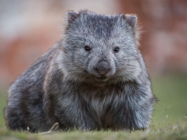 wombat The_Maria_Island_Walk_